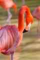 obrazek do "flamingo" po polsku